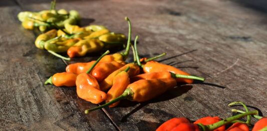 Orientalna zupa pho bez glutenu i mięsa