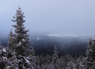 Czy choinki cięte są ekologiczne dla środowiska – fakty i rekomendacje