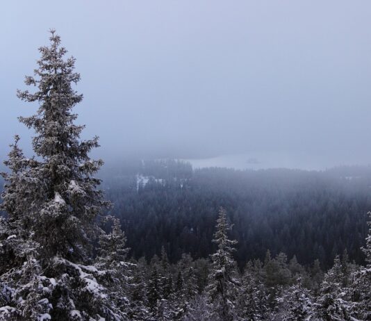 Czy choinki cięte są ekologiczne dla środowiska – fakty i rekomendacje