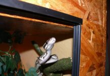 Agama brodata: temperatura strefy grzewczej — wartości